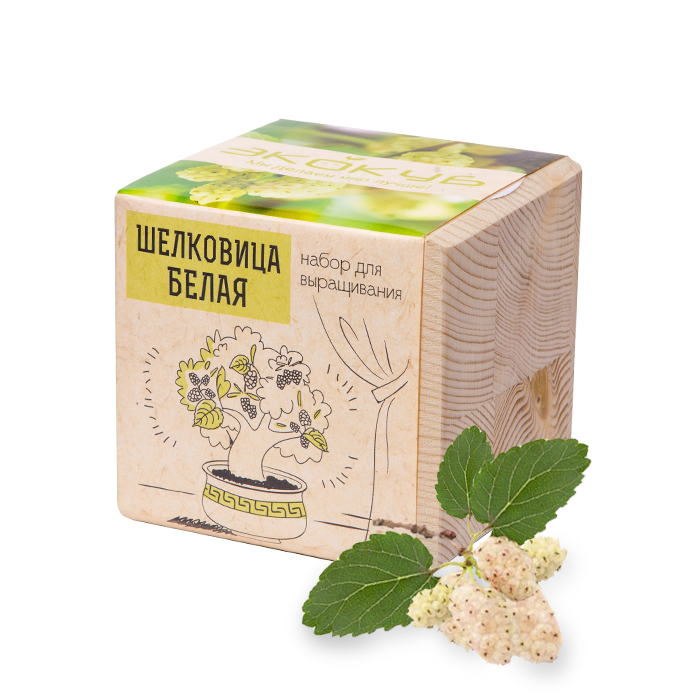 ЭкоКуб «Шелковица белая» купить