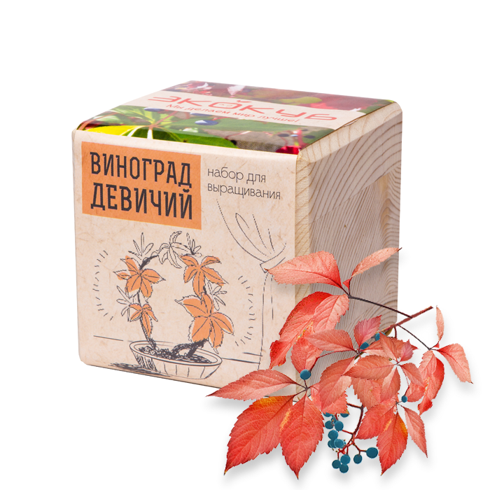 ЭкоКуб 'Виноград Девичий' Минск +375447651009