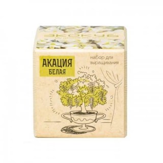 ЭкоКуб «Акация белая» фото