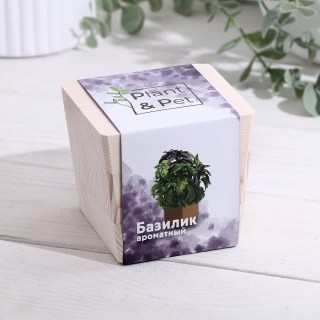 ЭкоКуб «Базилик ароматный» купить