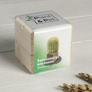 ЭкоКуб «Эхинокактус Альбинос» 6 см. купить