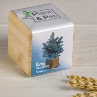 ЭкоКуб «Голубая ель» 6 см. купить в Минске +375447651009
