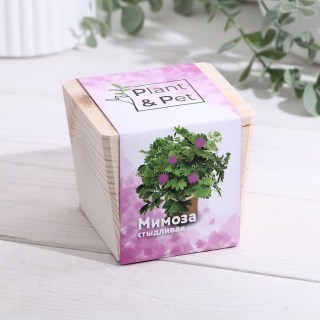 ЭкоКуб «Мимоза стыдливая»  купить