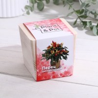ЭкоКуб «Перец декоративный» 9 см. Минск +375447651009