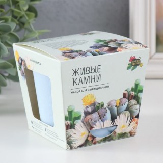 Набор для выращивания растений «Живые камни» купить